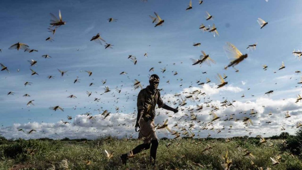 Locusts