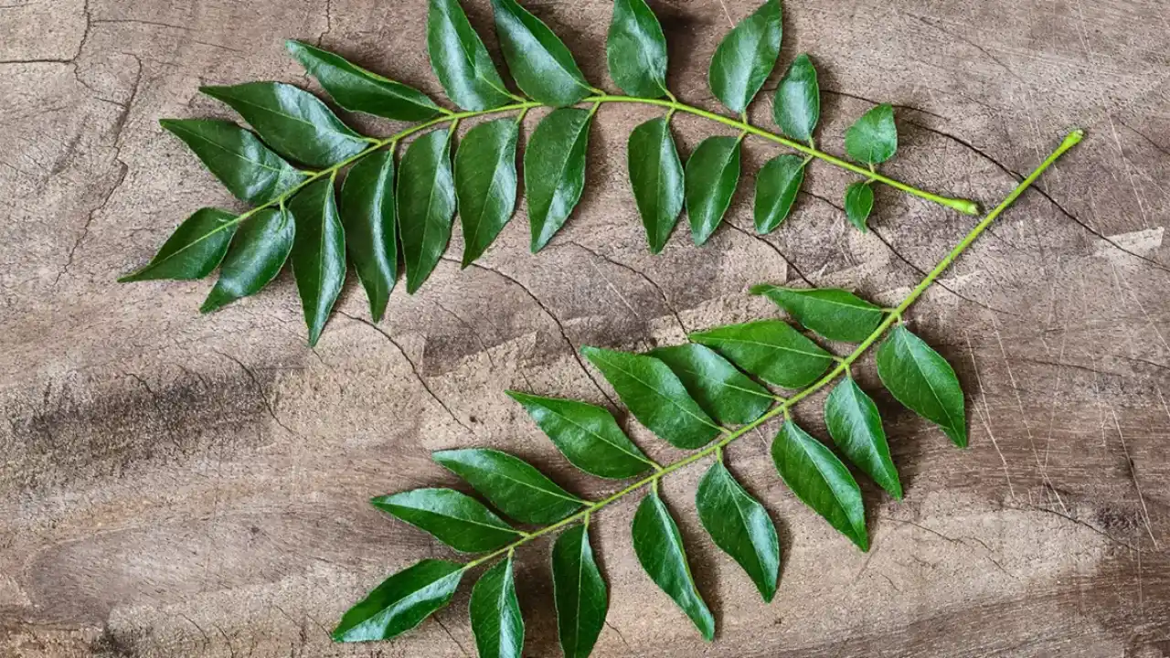 Benefits Of Curry leaves: కరివేపాకు వల్ల ఎన్ని ప్రయోజనాలు ఉన్నాయో తెలుసా..?