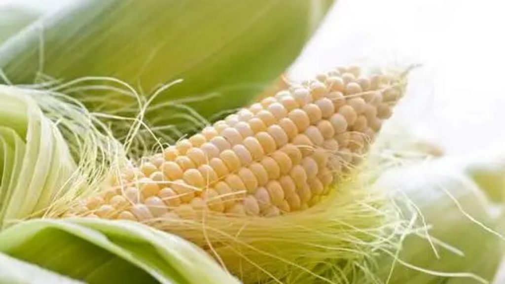 Corn Silk