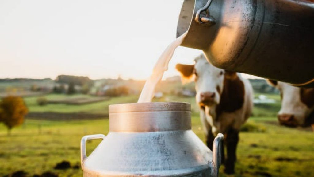 Cow Milk