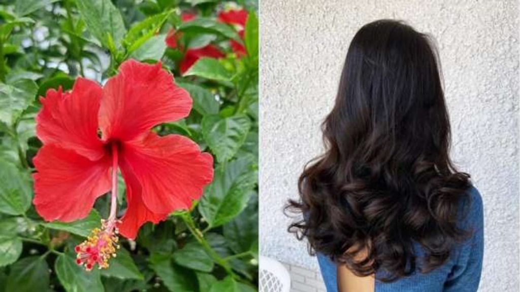 Hibiscus For Hair Growth