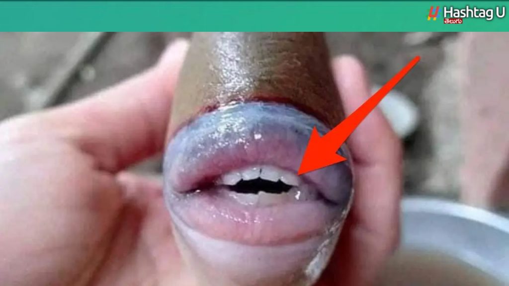 Human fish