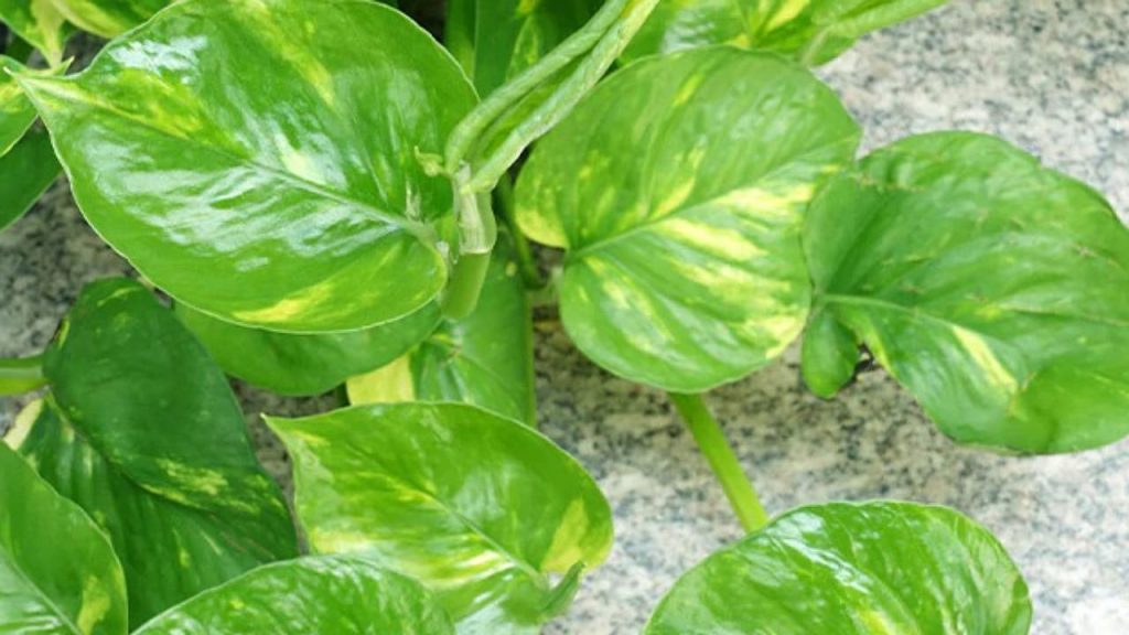 Money Plant
