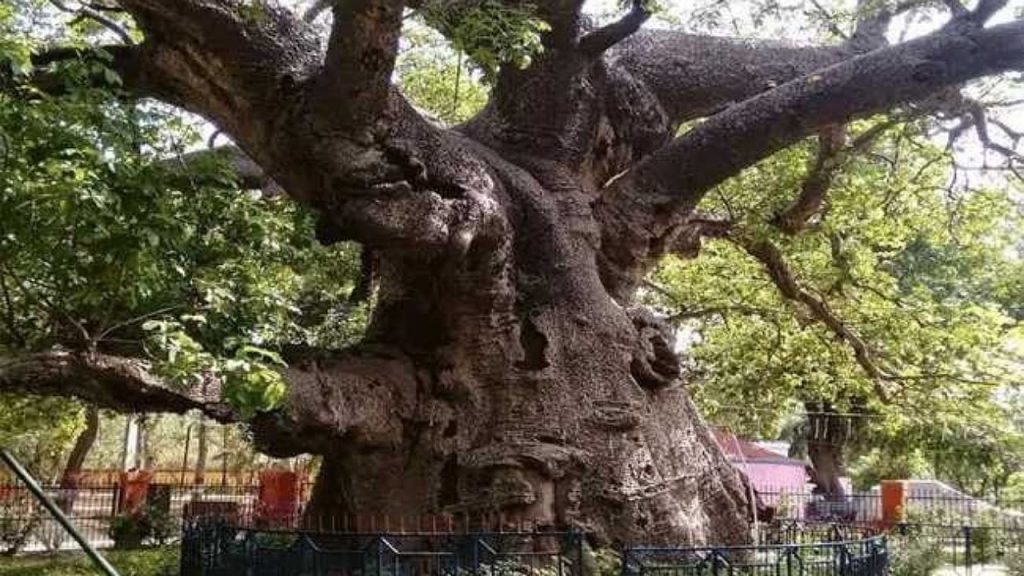 Parijat Tree