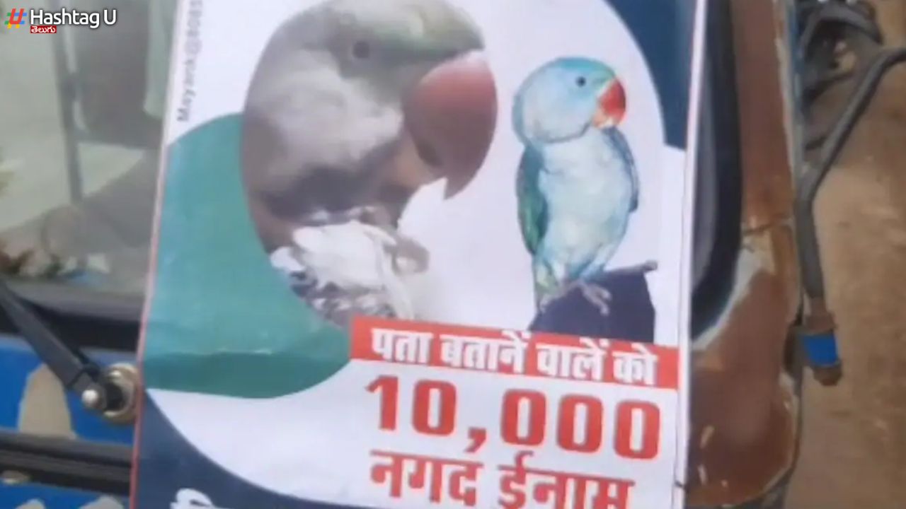 Parrot Missing : చిలుక మిస్సింగ్ .. ఆచూకీ చెబితే రూ.10వేలు !