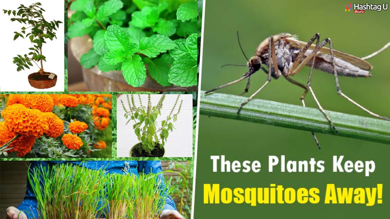 Plants Bomb Vs Mosquitoes : దోమలపై సిక్సర్.. ఈ 6 మొక్కలతో వాటిని తరిమేయండి !