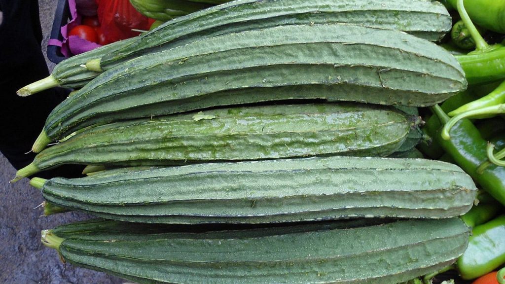 Ridge Gourd