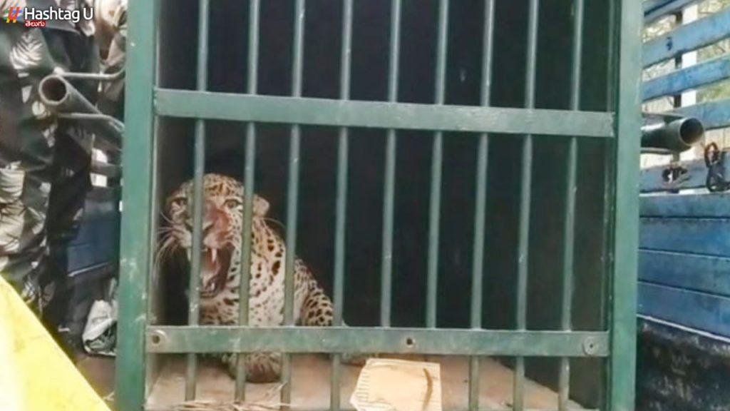 Tirumala Cheetah Trapped
