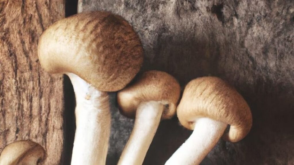 Wild Mushrooms
