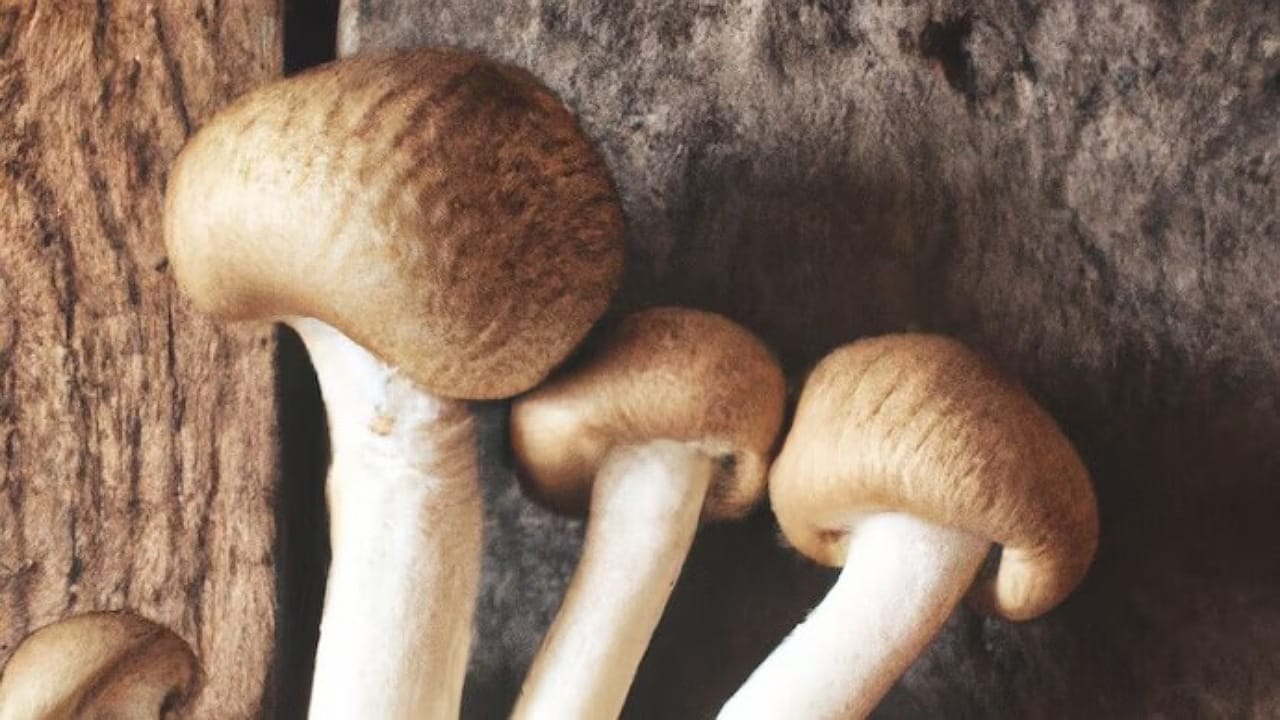 Wild Mushrooms: పుట్టగొడుగులు తిని ముగ్గురు మృతి.. సినిమాను తలపిస్తున్న స్టోరి?