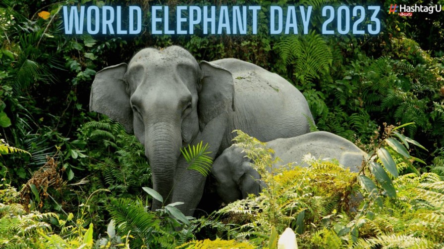 World Elephant Day : గజరాజులకు గండం.. మొదటి శత్రువు మనిషే !