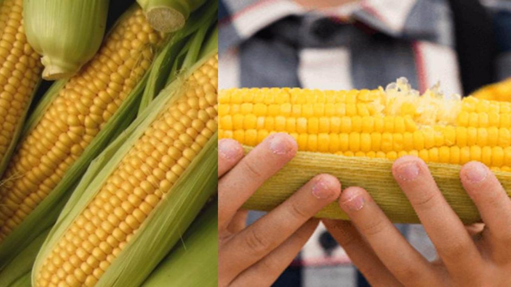 Corn