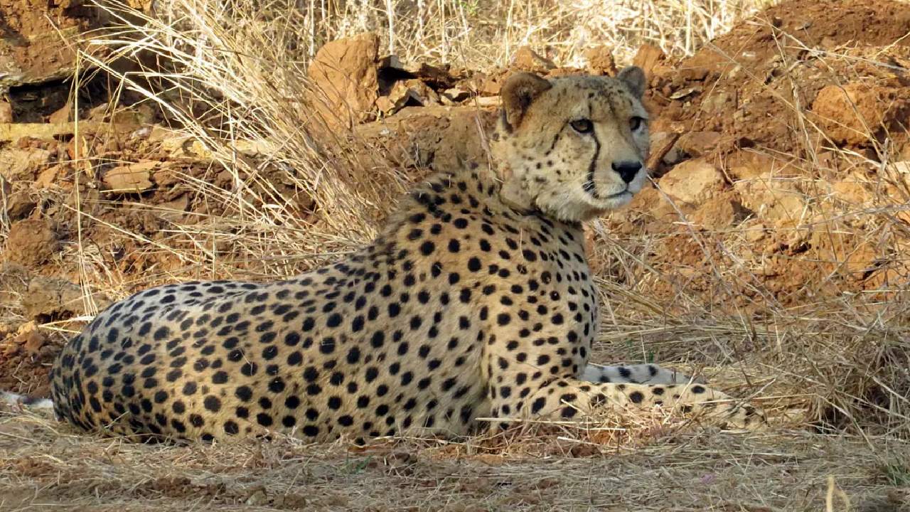 Cheetah Dhatri: కునో నేషనల్ పార్క్‌లో మరో చిరుత మృతి
