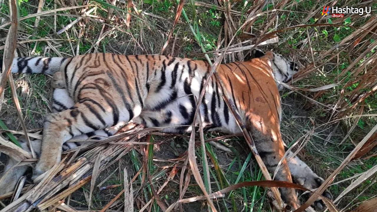 Bandhavgarh Tiger Reserve: బాంధవ్‌గఢ్ టైగర్ రిజర్వ్‌లో పులి అనుమానాస్పద మృతి