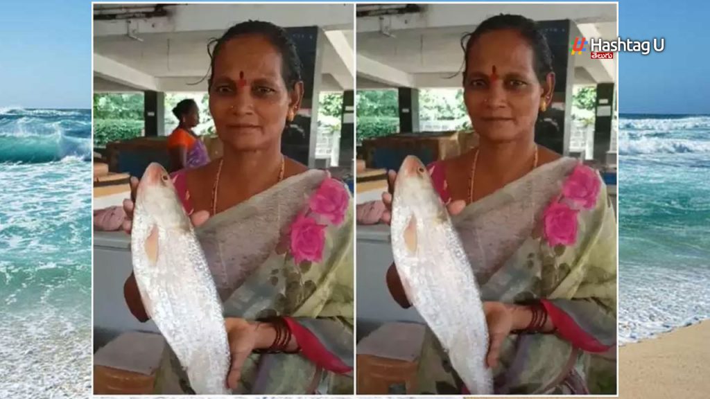 Pulasa Fish Price