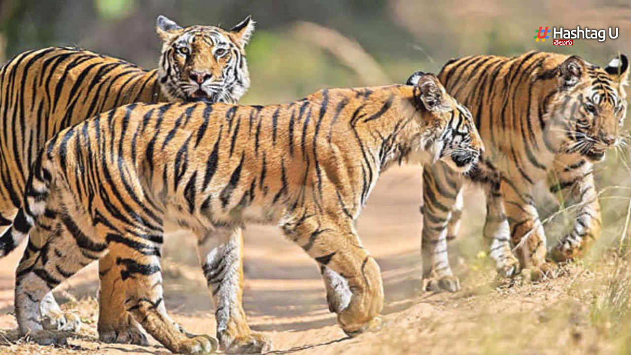 Tigers Death : తమిళనాడులో కనుమరుగవుతున్న పులులు.. ఏం జరుగుతుంది..?