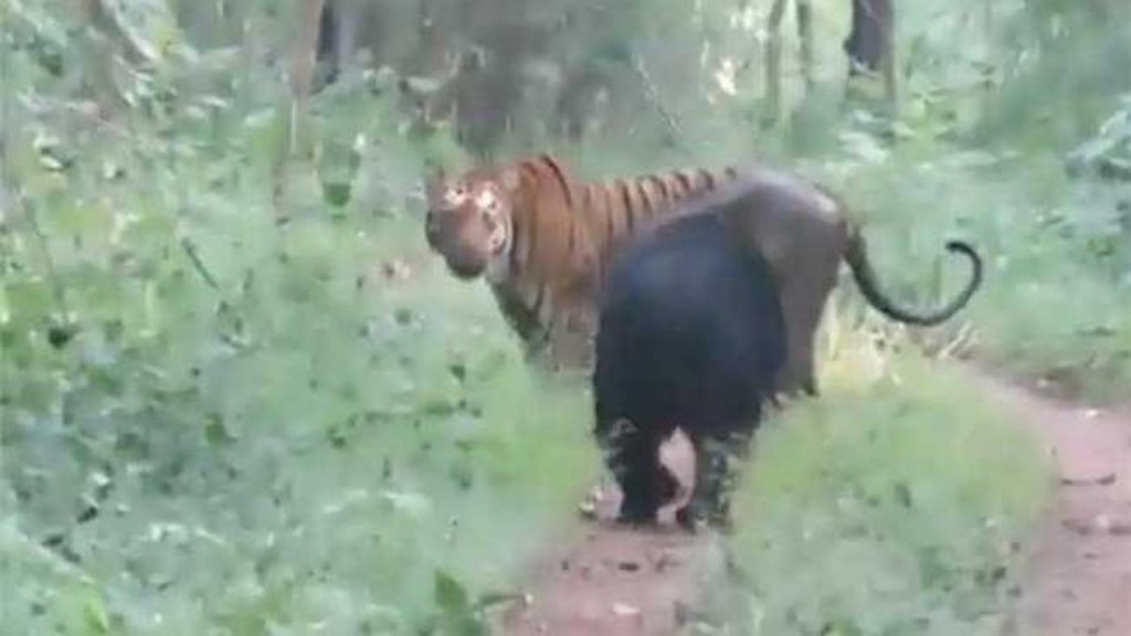 Bear Follows Tiger