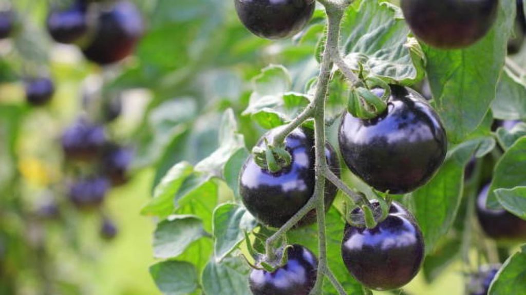 Black Tomatoes