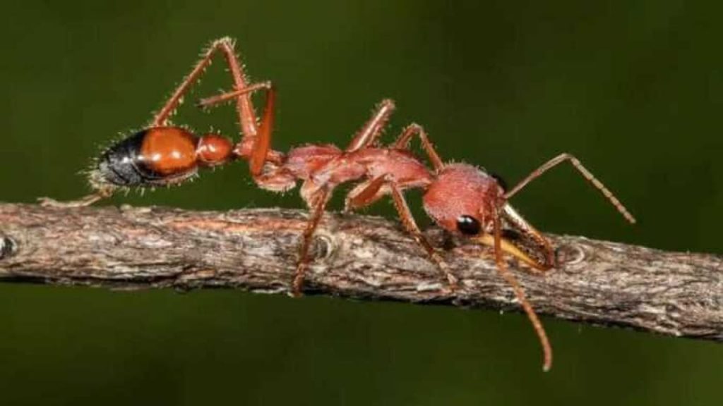 Bull Dog Ant