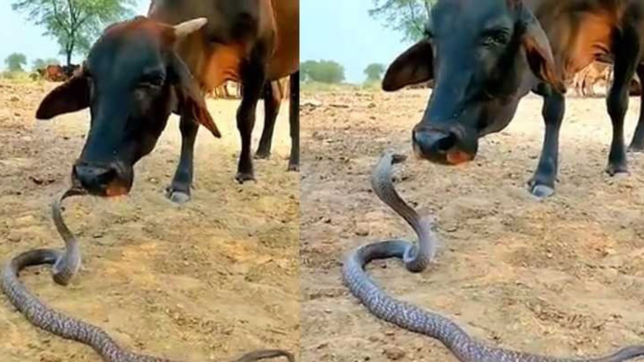 Cow vs Snake: ఆవు ముందుకు వచ్చి పడక విప్పిన నాగుపాము.. వీడియో వైరల్?