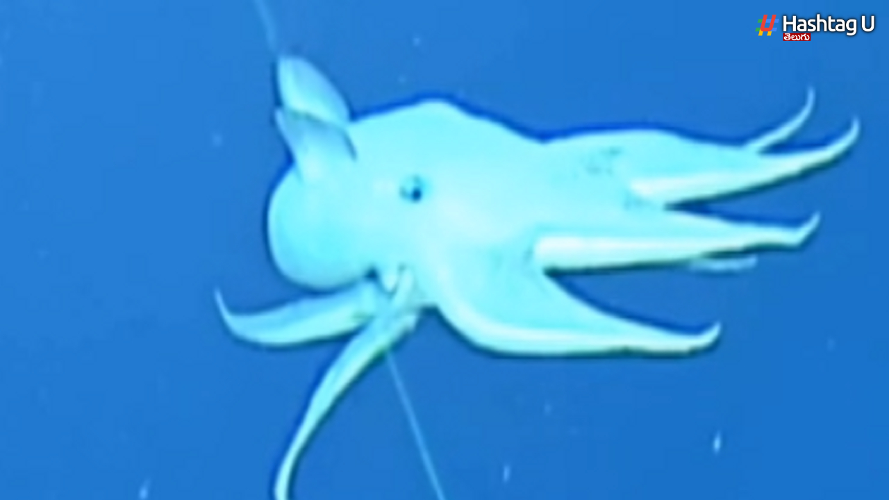 Dumbo Octopus: పసిఫిక్ సముద్రం అడుగున వింత జీవి
