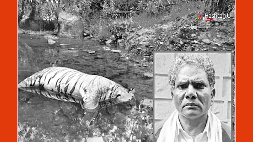 Farmer’s revenge on the tiger