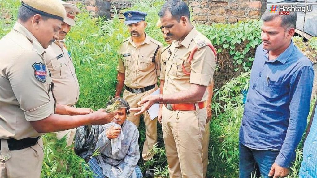 Sircilla Ganja