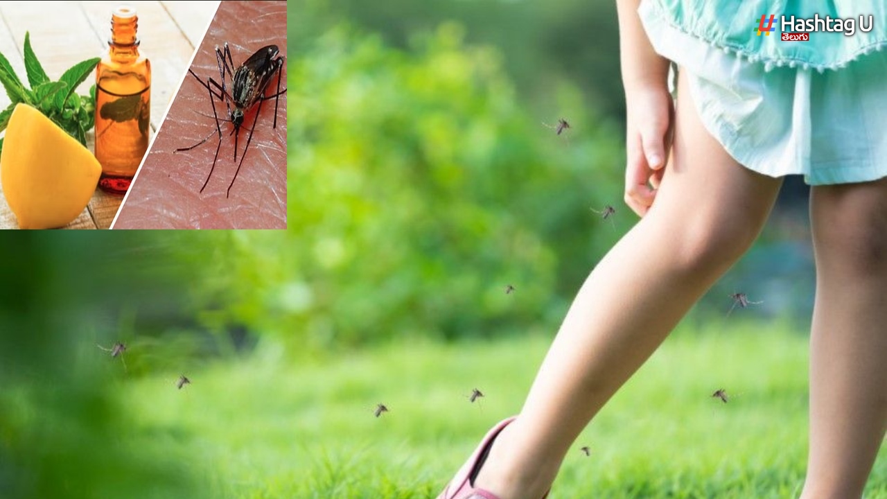 Mosquitoes: వర్షాకాలంలో దోమల నివారణ