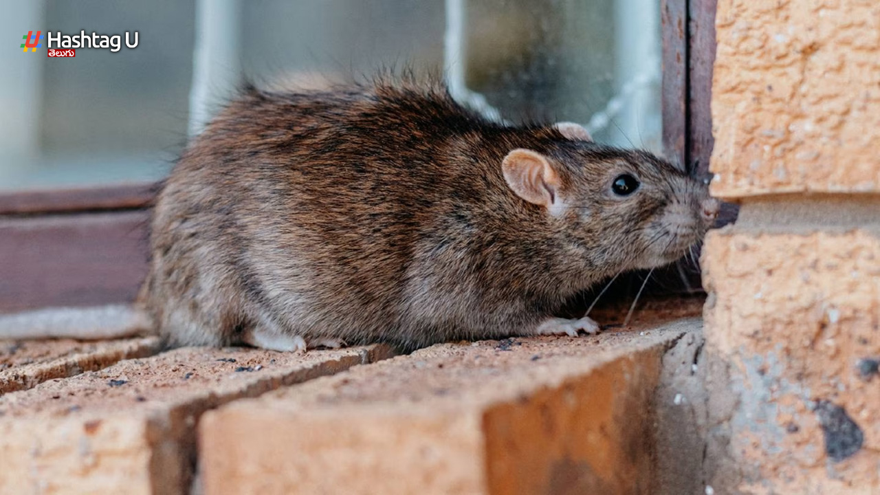 Rats Killed Baby : నెలల పసికందుపై ఎలుకలు దాడి.. చిన్నారి మృతి..!