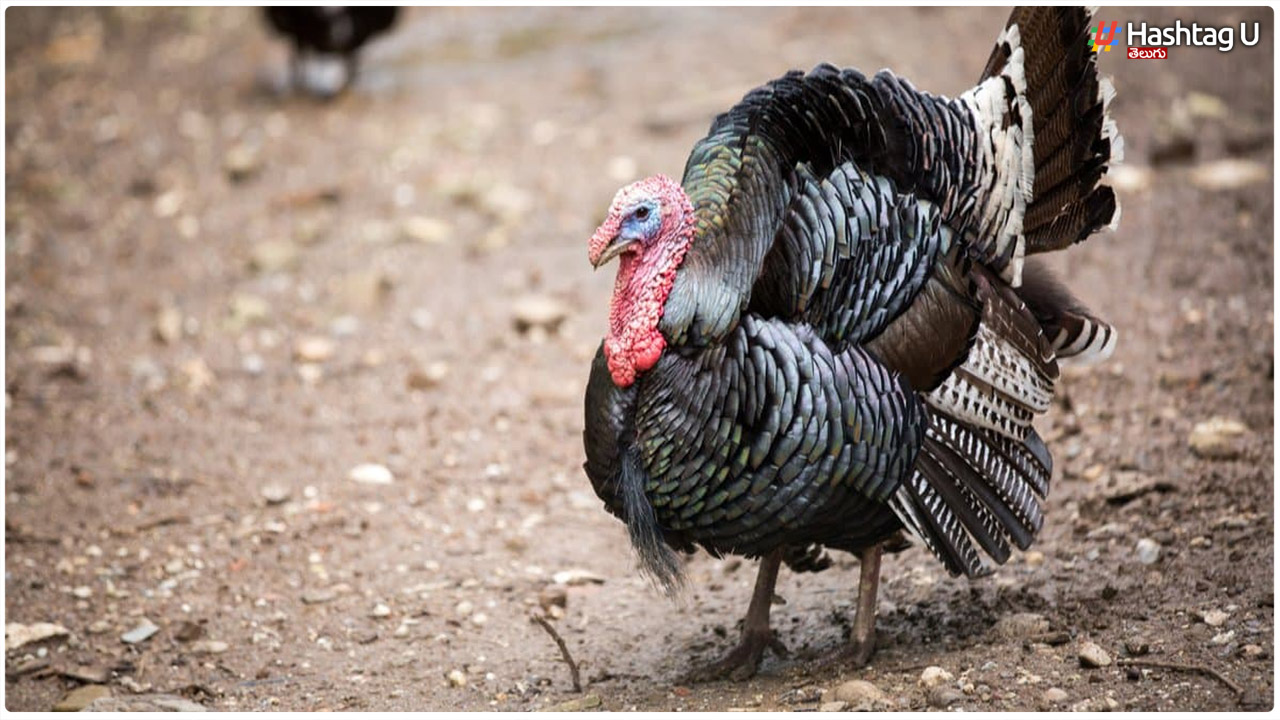 Turkey Birds Business : ఏడాదికి 10 లక్షల లాభం.. ఈ కోళ్లు గురించి మీరు తెలుసుకోవాల్సిందే..!