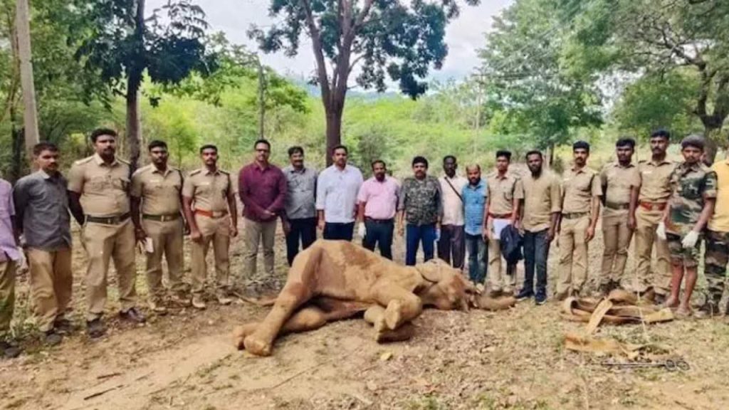 Child Elephant passed away due to eat explosive items in Tamilanadu