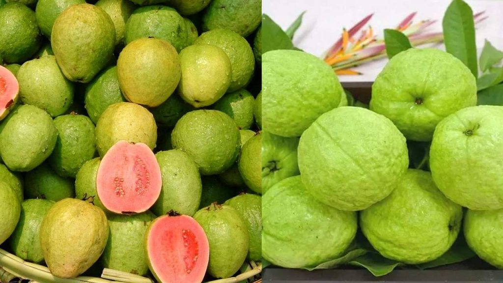 Guava In Winter