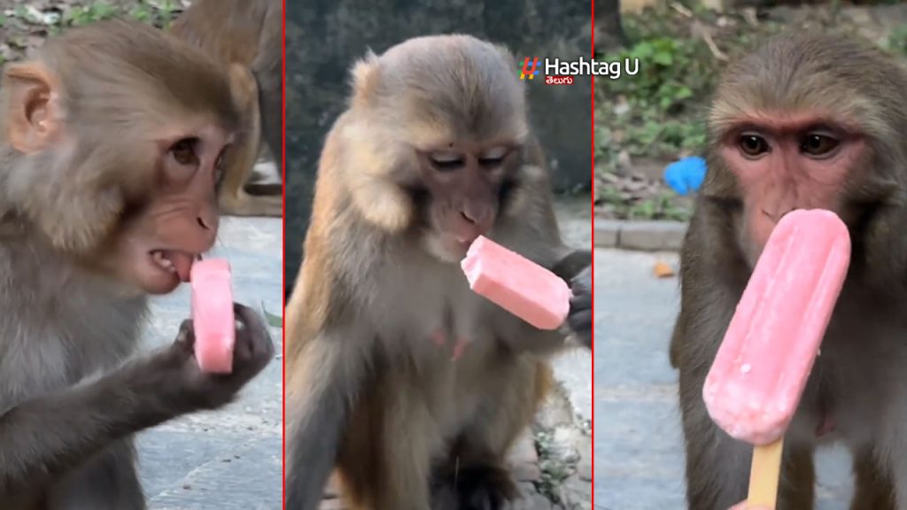 Monkeys Enjoyed Ice Cream