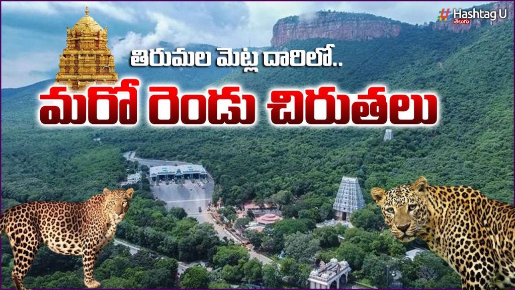 Tirumala Leopard Roaming