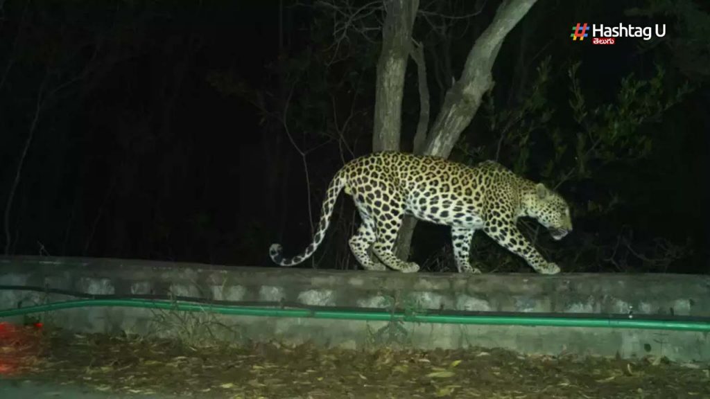 two more leopard roaming in Tirumala