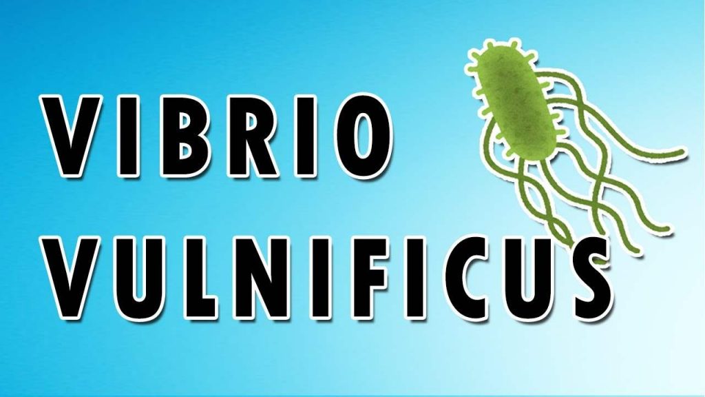 Vibrio Vulnificus Virus increasing in America 13 People dead