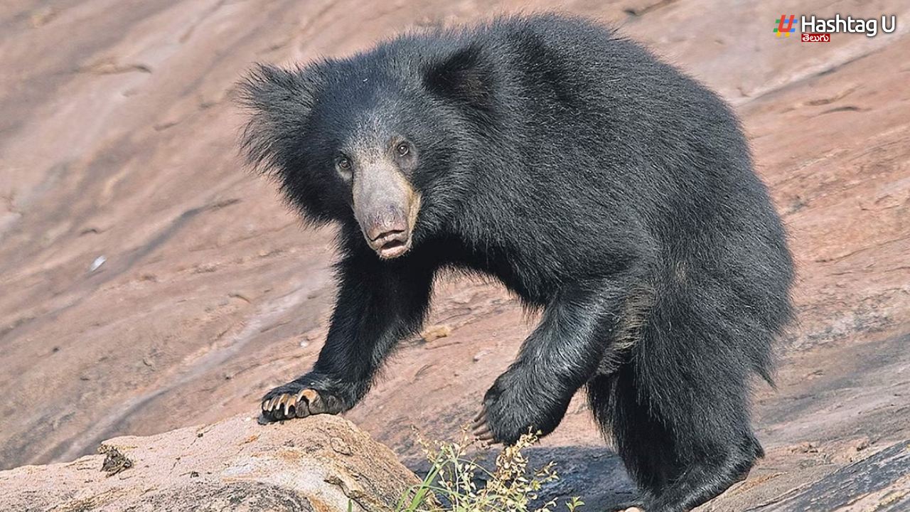 Bear Attack: రాజన్న-సిరిసిల్లలో ఎలుగుబంటి బీభత్సం
