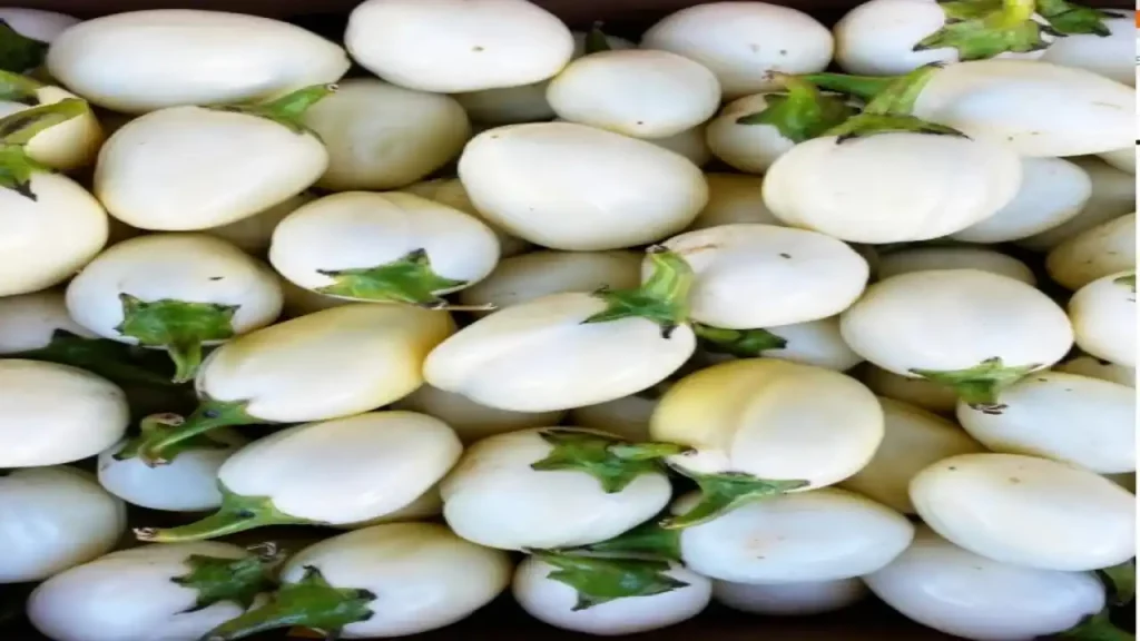 White Brinjal Benefits