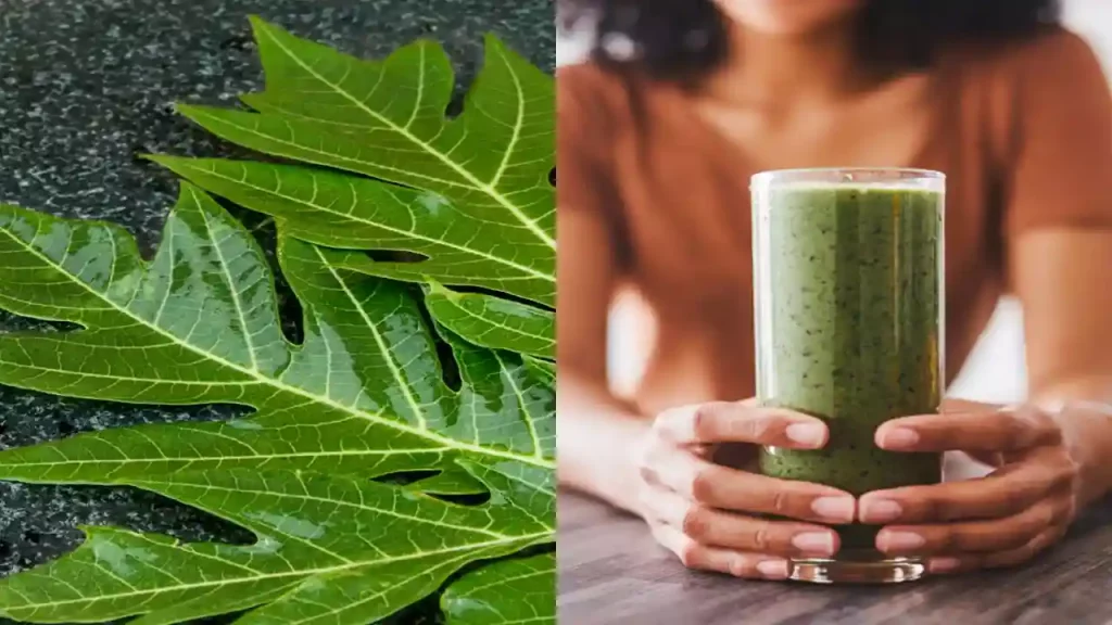 Papaya Leaves