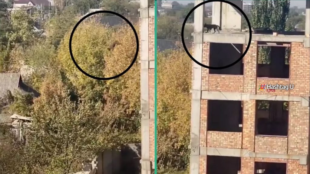 Dog Jump Viral