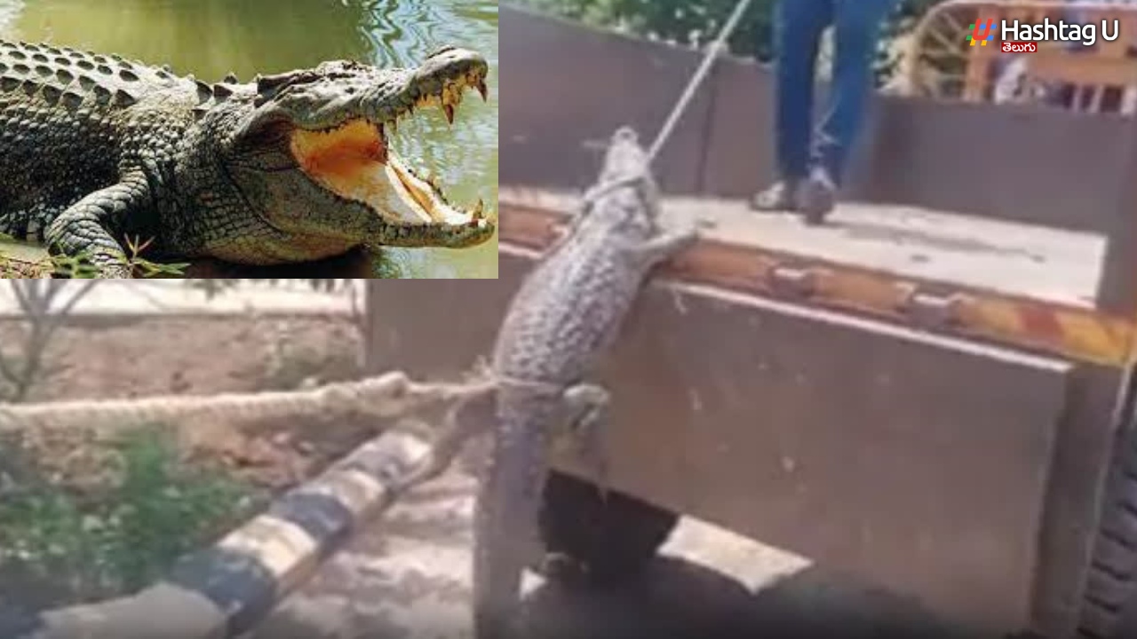 Farmers With Crocodile: అధికారులపైకి మొసలిని వదిలి బుద్ది చెప్పిన రైతులు