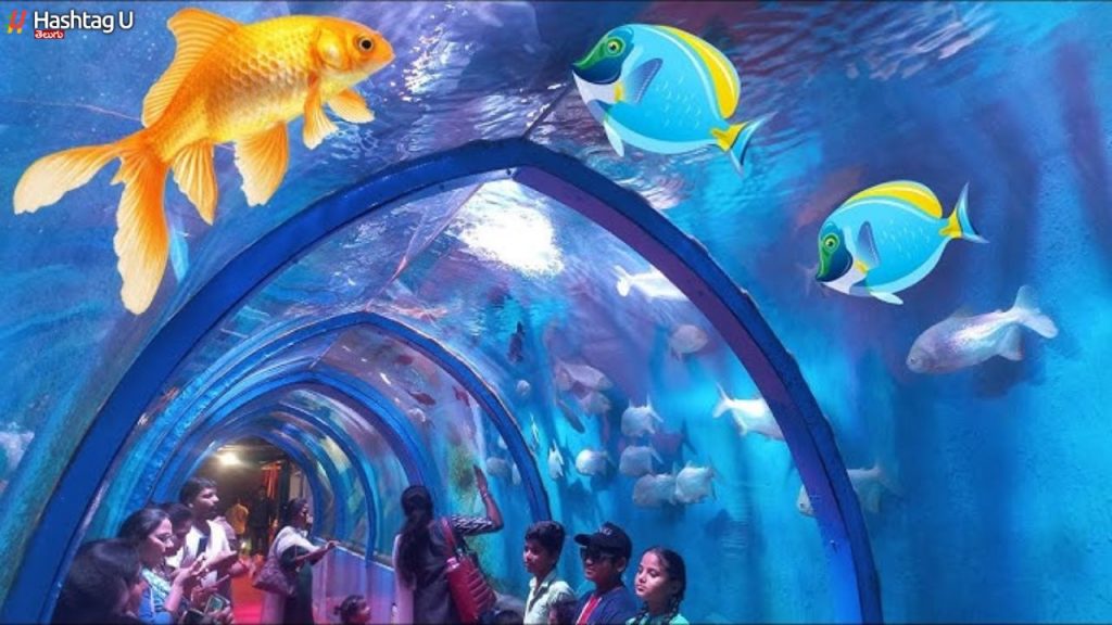 Fish Tunnel