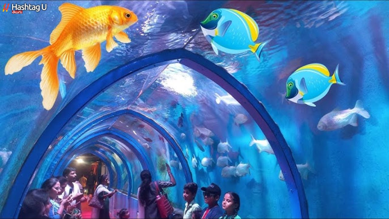 Fish Tunnel :  సొరంగంలో 200 జాతుల సముద్ర చేపలు
