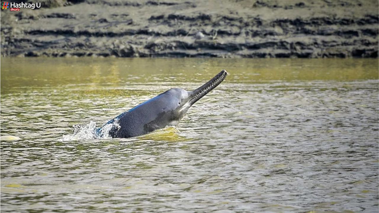 Gangetic Dolphin : ఉత్తరప్రదేశ్ జల జంతువుగా ‘గంగా డాల్ఫిన్‌’.. దాని ప్రత్యేకతలివీ..
