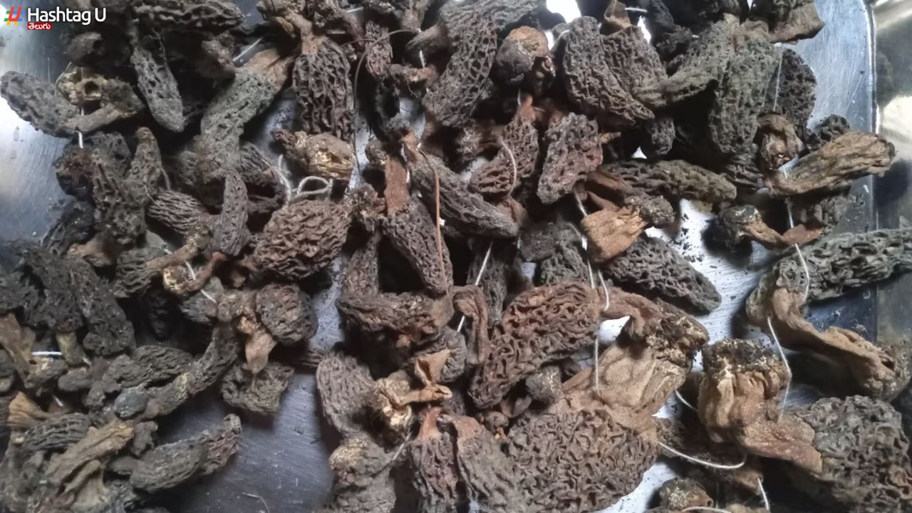 Kashmiri Mushrooms : ‘కశ్మీరీ గుచ్చి పుట్టగొడుగు’ ఎందుకంత ఖరీదు ? స్పెషాలిటీ ఏమిటి ?