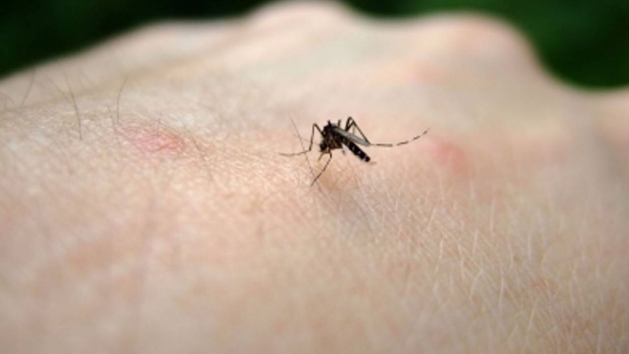 Mosquito : దోమలు ఎక్కువగా కొంతమందిని కుడుతుంటాయి ఎందుకో మీకు తెలుసా?