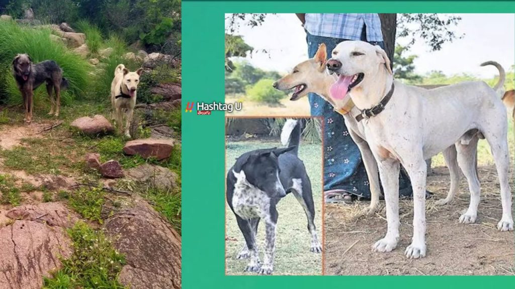 Pandikona Dogs