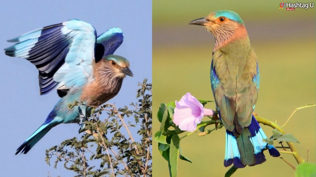 Telangana State Bird Dussehra
