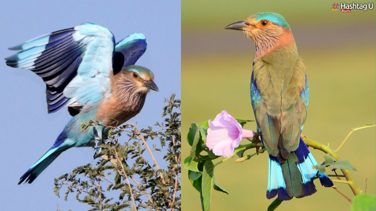 Telangana State Bird – Dussehra : పాలపిట్ట ఎందుకు శుభప్రదం ? అది అంతరిస్తోందా ?