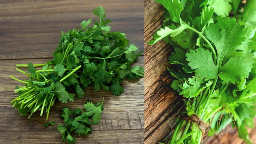 Benefits of Eating Coriander Dhaniya Leaves